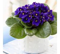 Primrose Dark Blue African Violet Saintpaulia Indoor Plant 12cm Pot 15cm Tall in Green Primrose Green