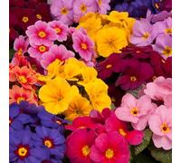 Primrose 'Delia Mix'. 7cm Plant x 3. Winter flowering primula. Mixed primula flowers. Available from Bedwen Plants