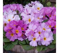 Primrose 'Delia Woodland Dell'. Plug Plant x6. Primula plants, winter bedding flowers. Bedwen Plants Online Garden Centre