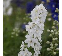 Primrose Delphinium Galahad 9Cm Pot Perennial Plant