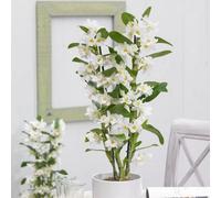 Primrose Dendrobium Spring Dream White Orchid 12Cm Pot 50Cm Tall Indoor Orchids