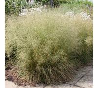 Primrose Deschampsia Cespitosa Tufted Hair Grass 9Cm Pot Grass Plant
