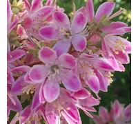 Primrose Deutzia X Hybrida Strawberry Fields Deutzia 2 Litre Pot Shrub Plant