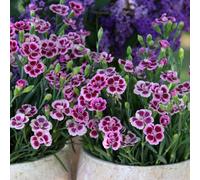 Primrose Dianthus Pink Kisses Garden Pinks 10.5Cm Pot Bedding Plants