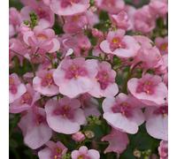 Primrose Diascia Diamond Light Pink Flowering Bedding Plants 9cm Pot Primrose Pink