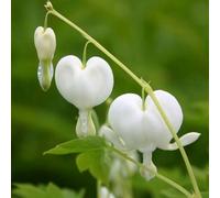 Primrose Dicentra Spectabilis Alba Bleeding Heart Lamprocapnos 9Cm Pot Perennial Plant