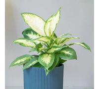 Primrose Dieffenbachia Compacta Dumb Cane 12Cm Pot 40Cm Tall Foliage House Plants