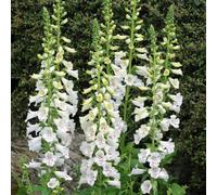 Primrose Digitalis Purpurea Dalmatian White Foxglove 9Cm Pot Perennial Plant
