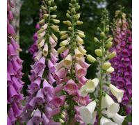 Primrose Digitalis Purpurea Excelsior Group Foxglove 9Cm Pot Perennial Plant