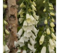Primrose Digitalis Purpurea F. Albiflora Foxglove 9Cm Pot Perennial Plant