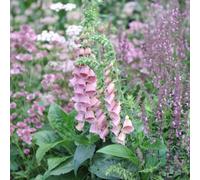 Primrose Digitalis X Mertonensis Foxglove 9Cm Pot Perennial Plant