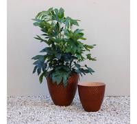 Primrose Dimpled Glazed Look Round Outdoor Brown Flower Pot Patio Planter | Size: Small Primrose Brown S