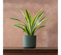 Primrose Dracaena Fragrans Lemon Lime Dragon 17Cm Pot 50Cm Tall Foliage House Plants