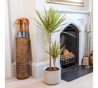 Primrose Dracaena Marginata Bicolor Dragon Tree 19Cm Pot 1.0M Tall House Plant