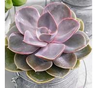 Primrose Echeveria Perle Von Nürnberg Hen & Chicks Succulent 12cm Pot 10cm Tall House Plant in Green Primrose Green