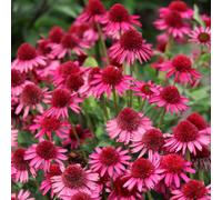 Primrose Echinacea Delicious Candy Coneflower 9Cm Pot Perennial Plant