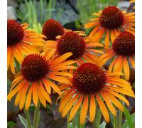 Primrose Echinacea Flame Thrower Coneflower 9Cm Pot Perennial Plant