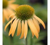 Primrose Echinacea Harvest Moon Coneflower 9Cm Pot Perennial Plant