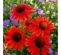 Primrose Echinacea Hot Lava Coneflower 9Cm Pot Perennial Plant