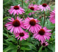 Primrose Echinacea Purpurea Rubinstern Coneflower 9Cm Pot Perennial Plant