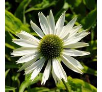 Primrose Echinacea Purpurea Virgin Coneflower 9Cm Pot Perennial Plant
