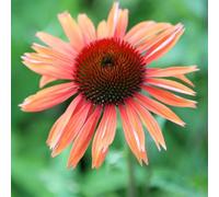 Primrose Echinacea Sundown Coneflower 9Cm Pot Perennial Plant