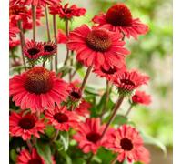 Primrose Echinacea Sunseekers Red Coneflower 9Cm Pot Perennial Plant