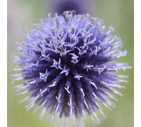 Primrose Echinops Ritro Veitchs Blue Small Globe Thistle 9Cm Pot Perennial Plant