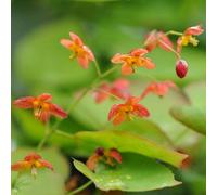 Primrose Epimedium X Warleyense Bishops Hat 9Cm Pot Perennial Plant
