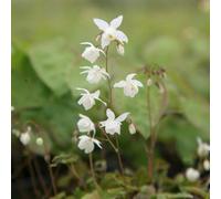 Primrose Epimedium X Youngianum Niveum Barrenwort 9Cm Pot Perennial Plant