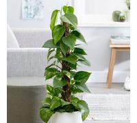 Primrose Epipremnum Aureum Devils Ivy 15Cm Pot 50Cm Tall Moss Pole Foliage House Plants