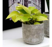 Primrose Epipremnum Pinnatum Golden Pothos Devils Ivy 12Cm Pot 15Cm Tall Foliage House Plants