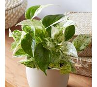 Primrose Epipremnum Pinnatum Marble Queen Devil's Ivy 13Cm Pot 15Cm Tall Foliage House Plants
