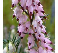 Primrose Erica Ghost Hills Winter Heath Heather 9Cm Pot Shrub Plant
