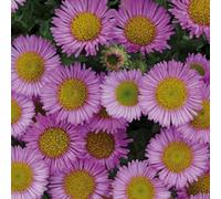 Primrose Erigeron Glaucus Sea Breeze Beach Aster 9Cm Pot Perennial Plant