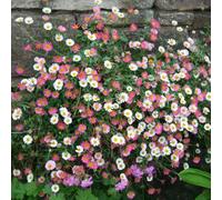 Primrose Erigeron Karvinskianus Mexican Fleabane 9Cm Pot Perennial Plant