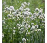 Primrose Eryngium Yuccifolium Button Eryngo 9Cm Pot Perennial Plant