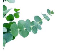 Primrose Eucalyptus Pulverulenta Baby Blue Silver-Leaved Mountain Gum 1.5 Litre Pot Shrub Plant