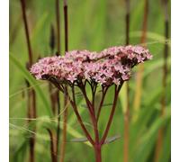 Primrose Eupatorium Cannabinum Hemp Agrimony 1 Litre Aquatic Pot Pond Plant