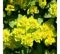 Primrose Euphorbia Epithymoides Spurge 9Cm Pot Perennial Plant