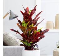 Primrose Excellent Josephs Coat Croton Codiaeum Variegatum Pictum Red Multicoloured Indoor 15cm Plant 19cm Pot Primrose Red