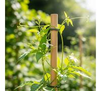 Primrose Extra Strong Bamboo Cane Garden Stake Plant Support Pole 4M