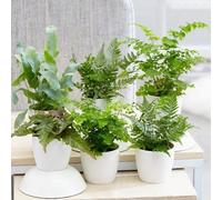 Primrose Fern Starter Collection Pack Indoor House Plants 6 x 6cm Pots in Green | Size: 6 x 6 cm Primrose Green 6 x 6 cm