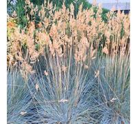 Primrose Festuca Glauca Elijah Blue Fescue 9Cm Pot Grass Plant