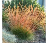 Primrose Festuca Glauca Sunrise Fescue 9Cm Pot Grass Plant