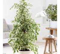 Primrose Ficus Benjamina Twilight Weeping Fig 21Cm Pot 1.0M Tall House Plant