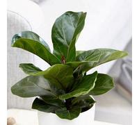 Primrose Ficus Lyrata Bambino Fiddle Leaf Fig 12Cm Pot 35Cm Tall Foliage House Plants