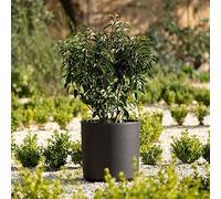 Primrose Flower Pot Cylinder Plastic Planter in Black Small 28cm