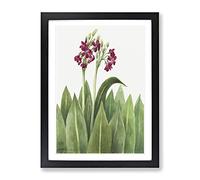 Primrose Flowers By Mary Vaux Walcott Vintage Framed Print | A3 Black Framed Wall Art | Ready to Hang | Classic Floral Picture | Living Room Bedroom Lounge Office