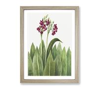 Primrose Flowers By Mary Vaux Walcott Vintage Framed Print | A4 Oak Framed Wall Art | Ready to Hang | Classic Floral Picture | Living Room Bedroom Lounge Office